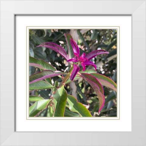 Magenta Leaves I White Modern Wood Framed Art Print with Double Matting by Grayscale