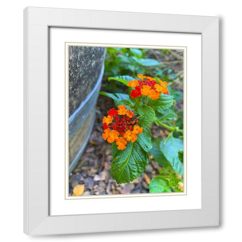 Lantana XII White Modern Wood Framed Art Print with Double Matting by Grayscale