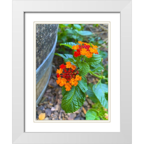 Lantana XII White Modern Wood Framed Art Print with Double Matting by Grayscale