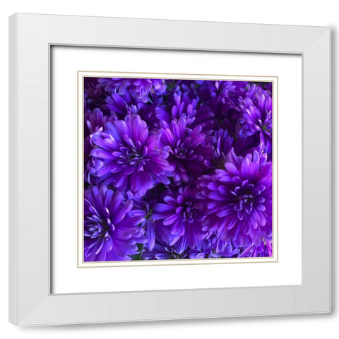 Purple Bloom III White Modern Wood Framed Art Print with Double Matting by Grayscale