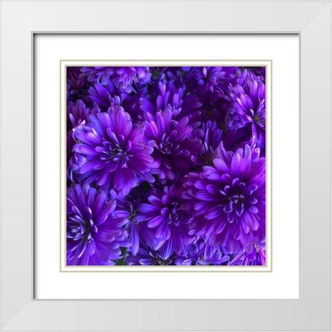 Purple Bloom III White Modern Wood Framed Art Print with Double Matting by Grayscale