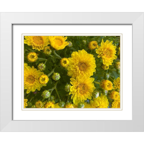 Yellow Blooms VII White Modern Wood Framed Art Print with Double Matting by Grayscale