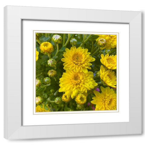 Yellow Blooms VIII White Modern Wood Framed Art Print with Double Matting by Grayscale