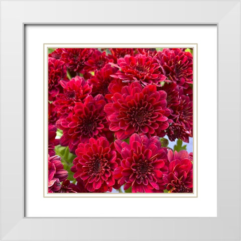 Red Blooms I White Modern Wood Framed Art Print with Double Matting by Grayscale