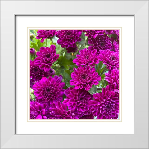 Purple Bloom IV White Modern Wood Framed Art Print with Double Matting by Grayscale