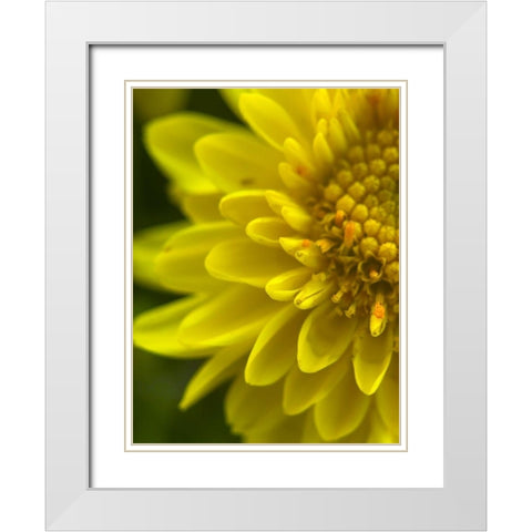 Yellow Blooms X White Modern Wood Framed Art Print with Double Matting by Grayscale