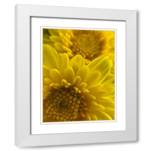Yellow Blooms XI White Modern Wood Framed Art Print with Double Matting by Grayscale