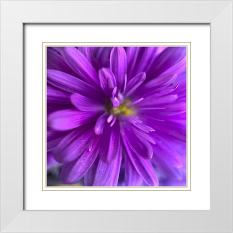 Purple Bloom V White Modern Wood Framed Art Print with Double Matting by Grayscale