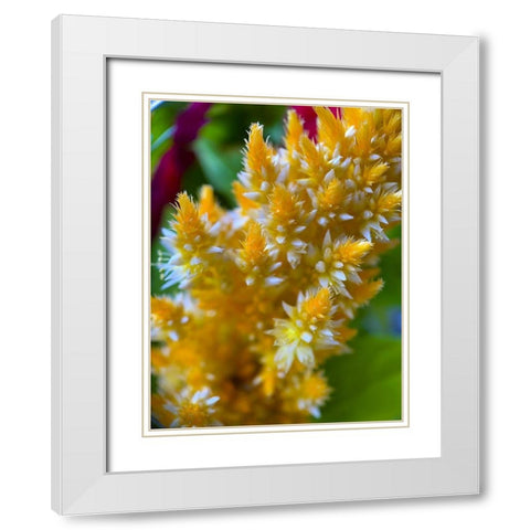 Furry Blooms I White Modern Wood Framed Art Print with Double Matting by Grayscale