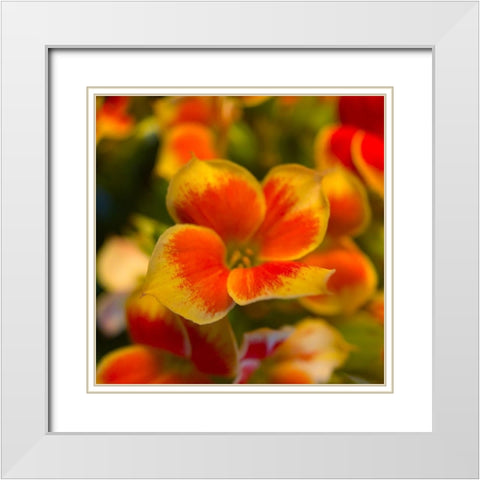 Orange Blooms II White Modern Wood Framed Art Print with Double Matting by Grayscale