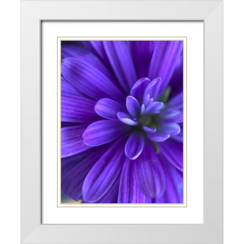 Purple Bloom VI White Modern Wood Framed Art Print with Double Matting by Grayscale