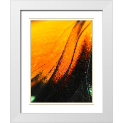 Butterfly Wing II White Modern Wood Framed Art Print with Double Matting by Grayscale