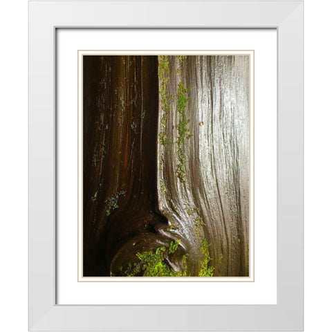 Bark and Moss IV White Modern Wood Framed Art Print with Double Matting by Grayscale