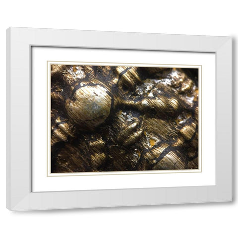 Frame Pic IV White Modern Wood Framed Art Print with Double Matting by Grayscale