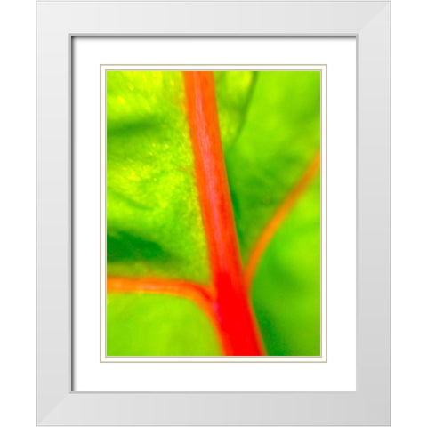 Red Branch I White Modern Wood Framed Art Print with Double Matting by Grayscale