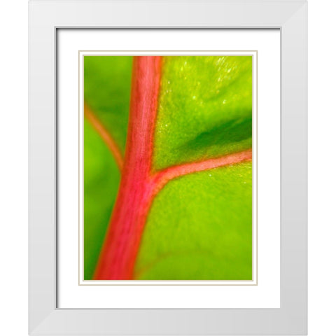 Red Branch II White Modern Wood Framed Art Print with Double Matting by Grayscale