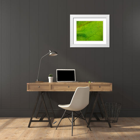 Green Leaf I White Modern Wood Framed Art Print with Double Matting by Grayscale
