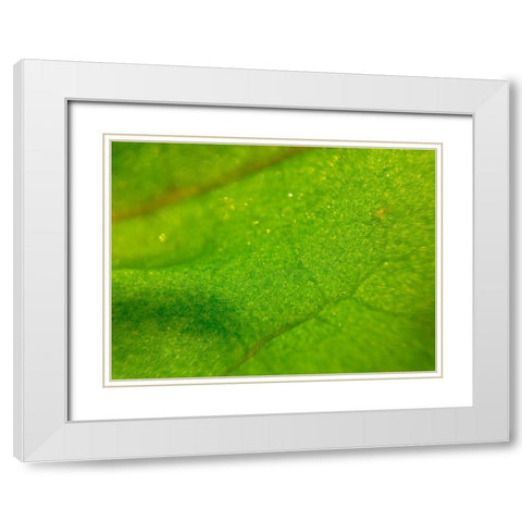 Green Leaf I White Modern Wood Framed Art Print with Double Matting by Grayscale