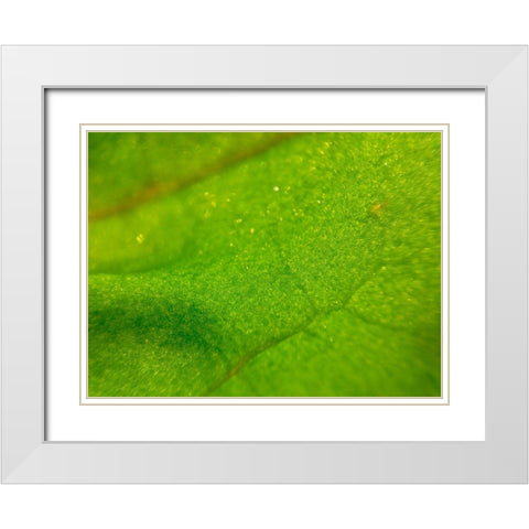 Green Leaf I White Modern Wood Framed Art Print with Double Matting by Grayscale