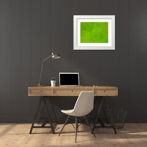 Green Leaf II White Modern Wood Framed Art Print with Double Matting by Grayscale