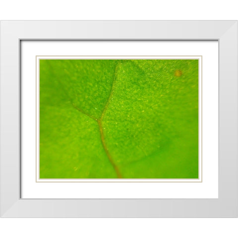 Green Leaf II White Modern Wood Framed Art Print with Double Matting by Grayscale