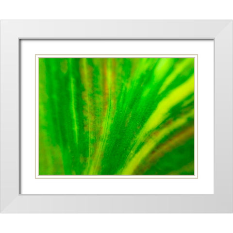 Green Leaf IV White Modern Wood Framed Art Print with Double Matting by Grayscale