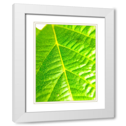 Green Leaf V White Modern Wood Framed Art Print with Double Matting by Grayscale