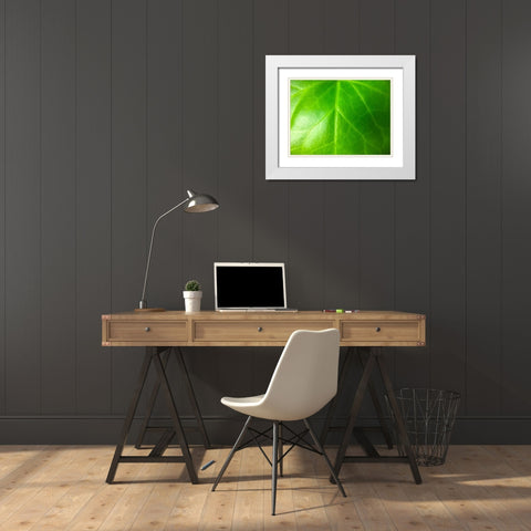 Green Leaf VI White Modern Wood Framed Art Print with Double Matting by Grayscale