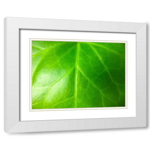 Green Leaf VI White Modern Wood Framed Art Print with Double Matting by Grayscale