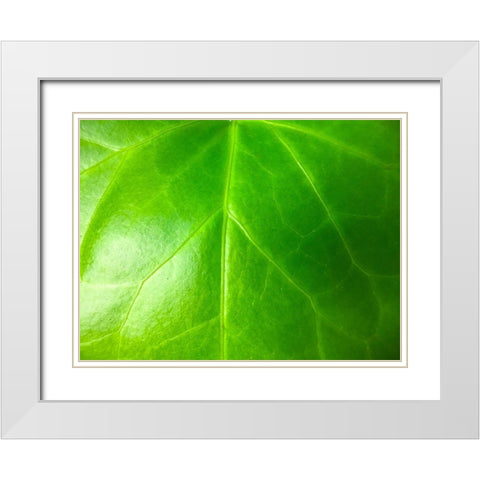 Green Leaf VI White Modern Wood Framed Art Print with Double Matting by Grayscale