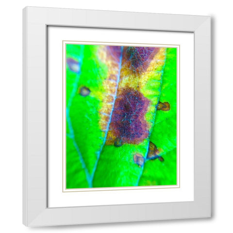 Green Leaf VII White Modern Wood Framed Art Print with Double Matting by Grayscale