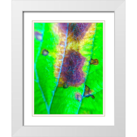 Green Leaf VII White Modern Wood Framed Art Print with Double Matting by Grayscale