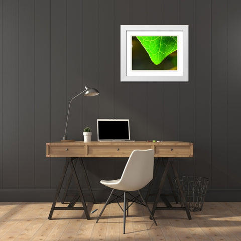 Green Leaf X White Modern Wood Framed Art Print with Double Matting by Grayscale