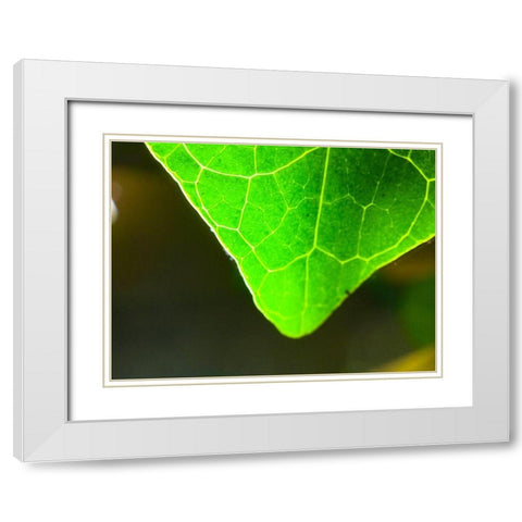 Green Leaf X White Modern Wood Framed Art Print with Double Matting by Grayscale