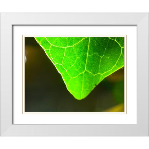 Green Leaf X White Modern Wood Framed Art Print with Double Matting by Grayscale
