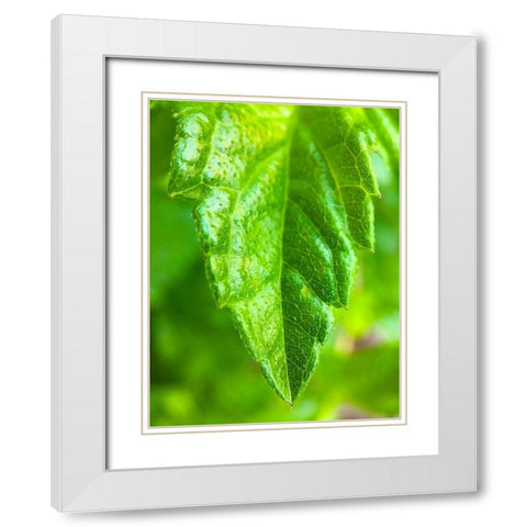 Green Leaf XI White Modern Wood Framed Art Print with Double Matting by Grayscale