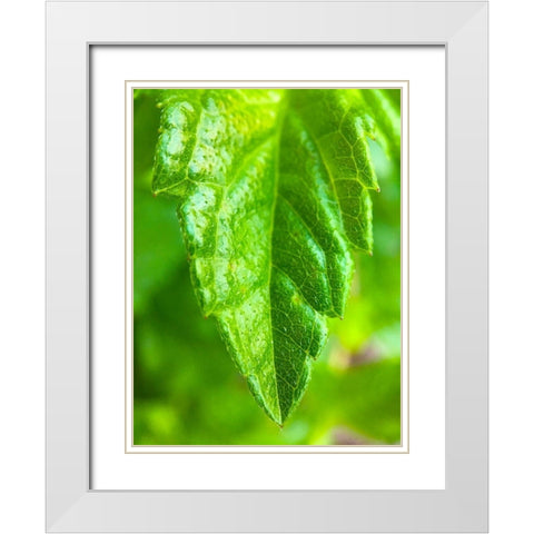 Green Leaf XI White Modern Wood Framed Art Print with Double Matting by Grayscale