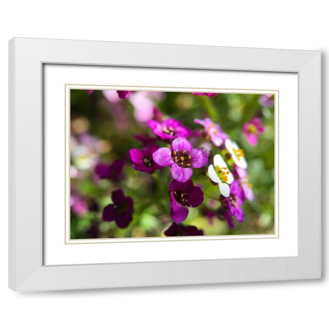 Alyssum I White Modern Wood Framed Art Print with Double Matting by Grayscale