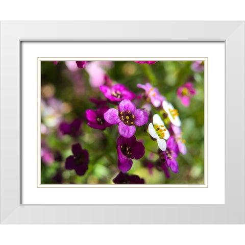 Alyssum I White Modern Wood Framed Art Print with Double Matting by Grayscale
