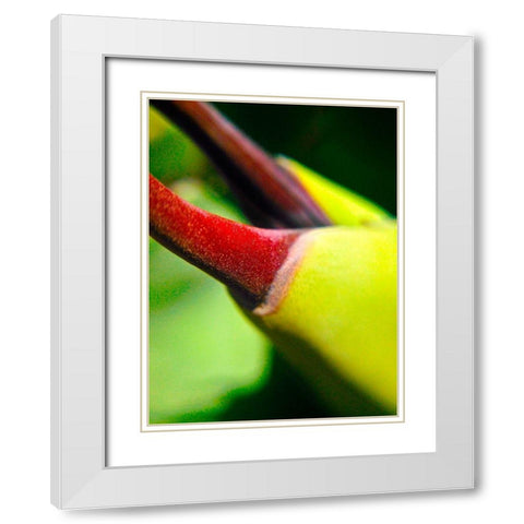 Cactus Spikes III White Modern Wood Framed Art Print with Double Matting by Grayscale