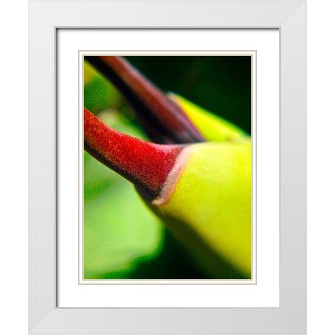 Cactus Spikes III White Modern Wood Framed Art Print with Double Matting by Grayscale