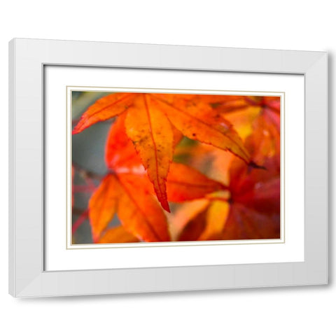 Japanese Maple I White Modern Wood Framed Art Print with Double Matting by Grayscale
