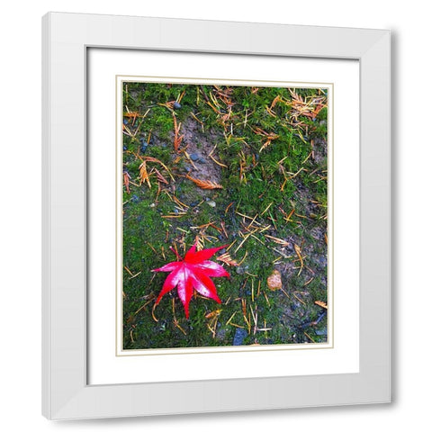 Japanese Maple III White Modern Wood Framed Art Print with Double Matting by Grayscale