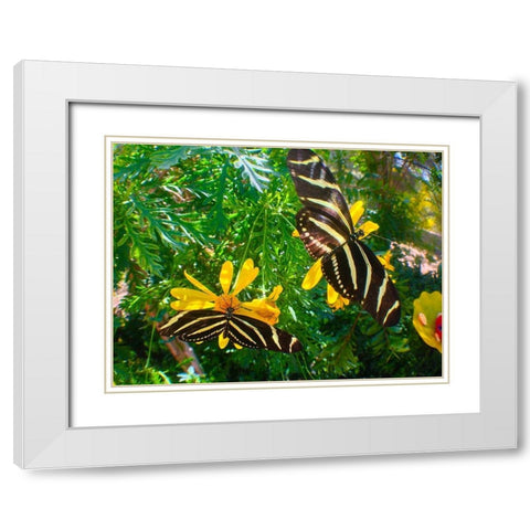 Butterflies I White Modern Wood Framed Art Print with Double Matting by Grayscale