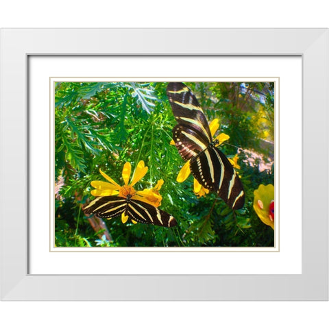 Butterflies I White Modern Wood Framed Art Print with Double Matting by Grayscale
