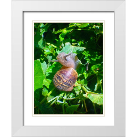 Snail Snack I White Modern Wood Framed Art Print with Double Matting by Grayscale