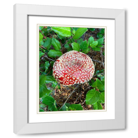 Red Mushroom I White Modern Wood Framed Art Print with Double Matting by Grayscale