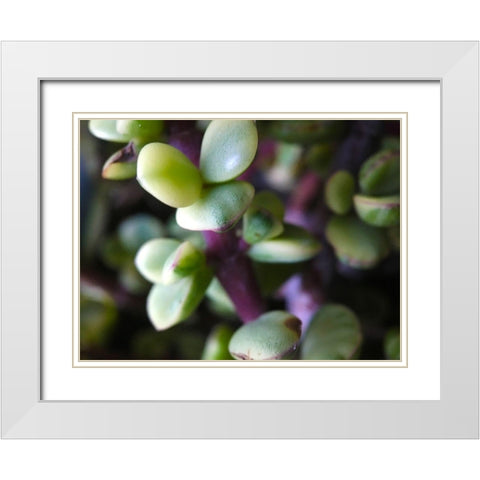 Elephant Food I White Modern Wood Framed Art Print with Double Matting by Grayscale