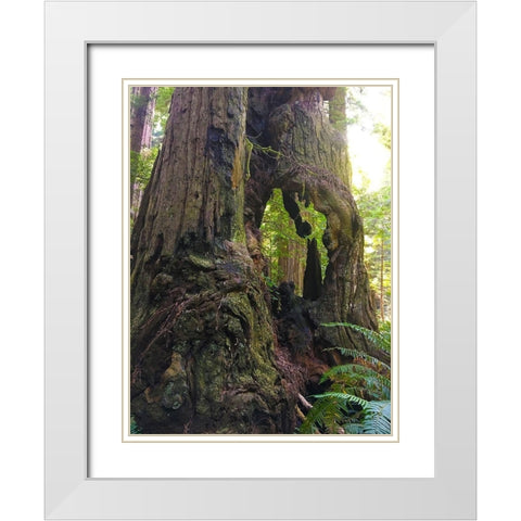 Redwood I White Modern Wood Framed Art Print with Double Matting by Grayscale