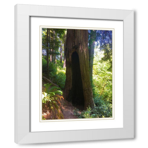 Redwood III White Modern Wood Framed Art Print with Double Matting by Grayscale